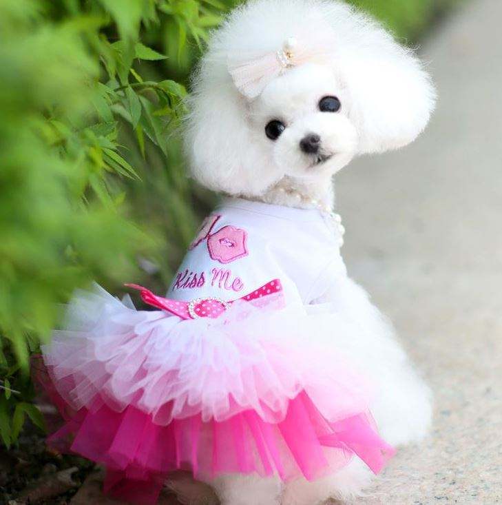 Shop Our Comfortable Cute Puppy Pet Girl Dog Cotton Dress