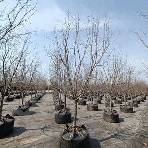 HOKBG Sacchi per <span class=keywords><strong>Piante</strong></span> in Tessuto PP Anti-UV <span class=keywords><strong>da</strong></span> 400 Litri, Resistenti e Traspiranti, per la Coltivazione <span class=keywords><strong>di</strong></span> Fiori e Alberi <span class=keywords><strong>da</strong></span> <span class=keywords><strong>Frutto</strong></span> (Olive), Sacchi <span class=keywords><strong>da</strong></span> Vivaio a Forma <span class=keywords><strong>di</strong></span> Albero - Product Image 4