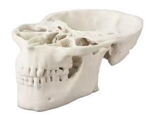 Impression 3D OEM Service Résine Blanche Résine Transparente Modèle d'Information Médicale Modèle de Pieds de Crâne avec Aller au Point de Support - Product Image 6