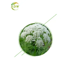 Top Quality Cnidium Monnieri Extract Osthole Powder