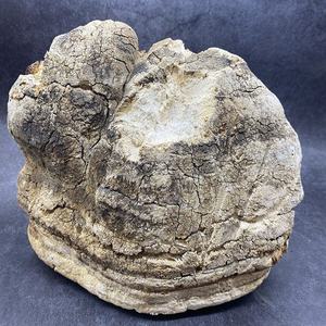 Ku Bai Ti, Champignon Chinois Herbal Amère Blanc (Fomitopsis officinalis), Séché, de Haute Qualité, Herbe Traditionnelle Chinoise, Plante Aromatique - Product Image 5
