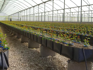 Abreuvoir de plantation de culture sans sol de haute qualité pour cultiver des herbes et des légumes frais à l'intérieur - Product Image 4