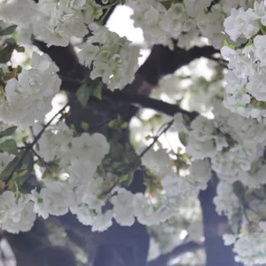 Dekorasi Pantai Pohon Bunga Sakura Buatan Pohon, Pohon Bunga Pernikahan, Bunga Sakura Buatan, Pohon Bunga Imitasi untuk Acara Pohon