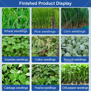 Equipo Comercial OCEAN para el Cultivo de Brotes de Frijol, Máquina para el Cultivo de Brotes de Frijol Mungo y Alfalfa - Product Image 6