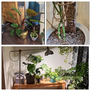 Support de Plantes en Plastique pour l'Intérieur, Poteau de Croissance pour Monstera, Accessoires de Jardinage en Gros - Product Image 6