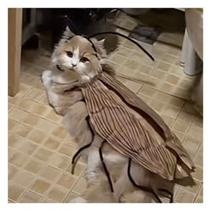 Vêtements pour animaux de compagnie, <span class=keywords><strong>chat</strong></span> mignon de dessin animé populaire, faits à la main, <span class=keywords><strong>DIY</strong></span>, pur amour, rayé, polyester, design cafard - Product Image 4
