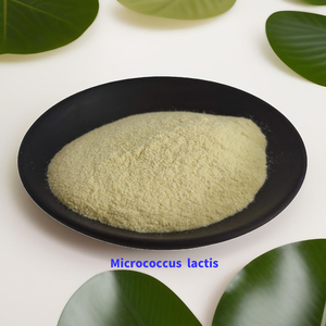 Bifidobacterium Breve et <span class=keywords><strong>Lactobacillus</strong></span> <span class=keywords><strong>Paracasei</strong></span> Probiotics Poudre Suppléments Nutritifs - Product Image 3