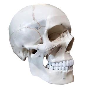 Modèle d'anatomie du <span class=keywords><strong>crâne</strong></span> <span class=keywords><strong>humain</strong></span> <span class=keywords><strong>3D</strong></span> outil d'enseignement des sciences médicales pour adultes - Product Image 1