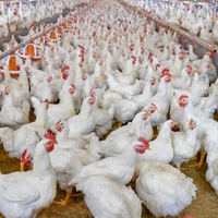 Conception de poulailler préfabriqué pour élevage de poulets de chair, structure en acier pour fermes avicoles de 10 000 poulets, fournitures