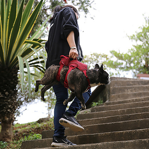 OKKPETS Arnés reflectante acolchado ajustable sin tirones con asa para caminar entrenamiento para perros grandes y uso portátil - Product Image 4