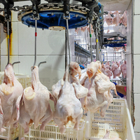 Abattoir complet de poulet de ZB 500Bph-13000Bph avec la chambre froide pour l'abattoir de volaille