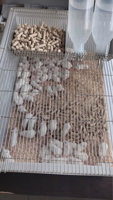 Cage pour souris de laboratoire, cage d'élevage pour rats de laboratoire R5 avec couvercle en maille d'acier inoxydable, logement pour rongeurs autoclavable et empilable