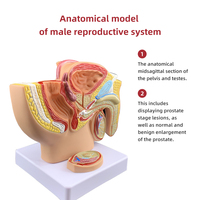 Modelo Anatómico Sagital Medio de Pelvis Masculina Pequeña, Modelo de Demostración Médica del Sistema Reproductivo Masculino