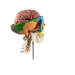 Modèle de <span class=keywords><strong>crâne</strong></span> humain coloré avec 7 vertèbres cervicales et structure cérébrale en 8 parties, modèle anatomique pédagogique pour l'enseignement de la biologie - Product Image 5