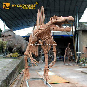 Squelette de spinosaure jurassique fossile de dinosaure réaliste - Product Image 3