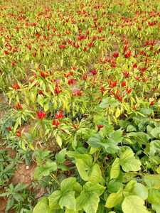 Bhut jolokia مسحوق ، سحق كامل - Product Image 6