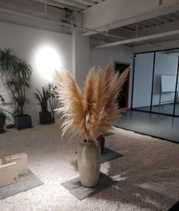2024 Top vendeur de haute qualité fleur séchée décorative naturelle vraie herbe de pampa grandes pampas beiges pour la décoration de <span class=keywords><strong>mariage</strong></span> - Product Image 6