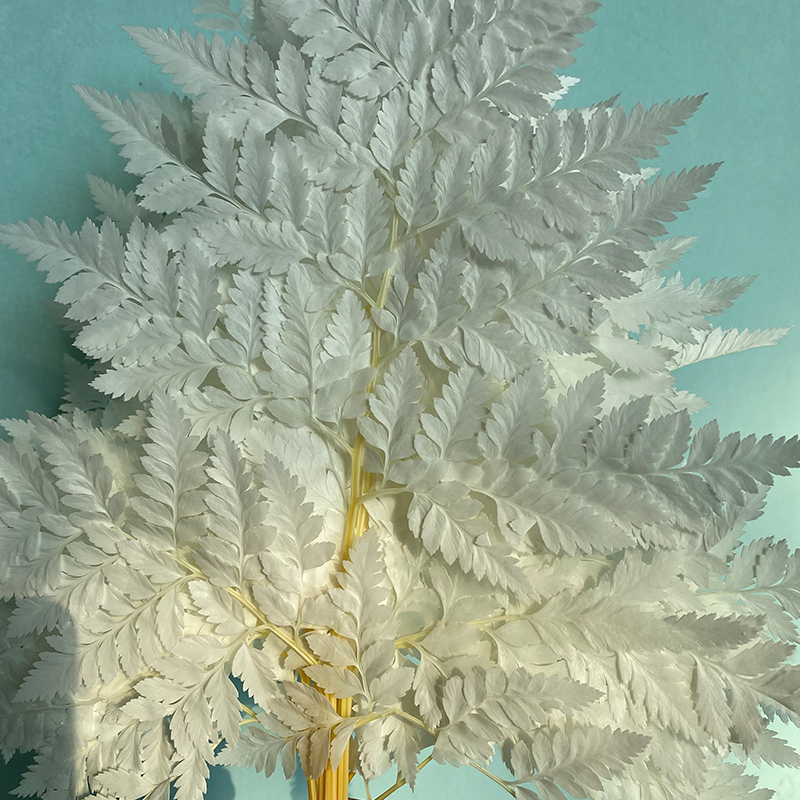 Niche Leaf Materials Fresh Color Preserved