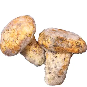 IQF Mejor seta congelada tricholoma matsutake