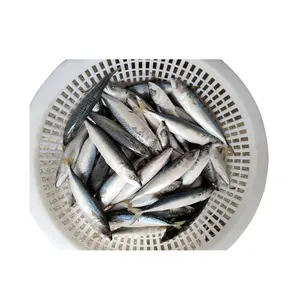 Lamp Fishing Pacific Mackerel Seafood Frozen Fish Cheap Sale