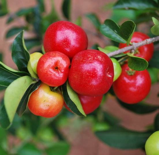 Bubuk Acerola Bahan Baku Kualitas Tinggi Jepang Dibuat Di Jepang Sebagai Antioksudant Alami untuk Makanan Kesehatan dan Suplemen Makanan