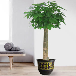 Planta de Dinheiro em Vaso Grande para Interiores, Vendida com Sucesso, Planta Trançada de Um Só Caule para Sala de Estar e Escritório - Product Image 6