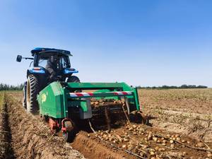 Mesin pemanen kentang penggali pemanen kentang manis pertanian - Product Image 3