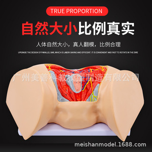 Modèle de périnée féminin, modèle d'anatomie périnéale, gynécologie, modèle d'anatomie reproductive, modèle de structure reproductive - Product Image 5