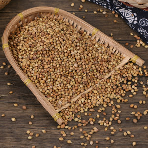 Nhà Máy Bán buôn Chất lượng cao 100% tự nhiên hương vị mạnh mẽ giàu dinh dưỡng rau mùi HẠT GIỐNG - Product Image 5