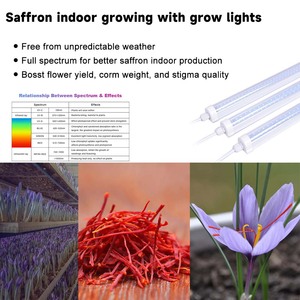 Bulbes de <span class=keywords><strong>safran</strong></span> à planter, lampe de culture LED à spectre complet pour la culture en serre de <span class=keywords><strong>safran</strong></span> et d'herbes aromatiques en intérieur - Product Image 4