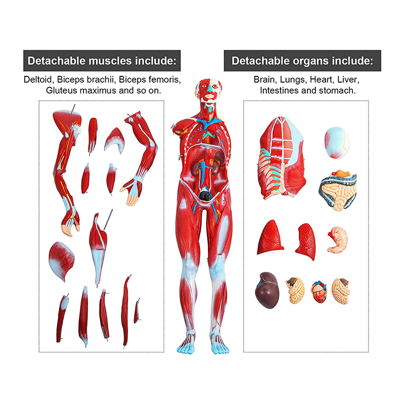 超絶レア‼️80s Hanes USA製 Anatomy 人体模型 筋肉 両面 80s USA製 Hanes Leslie Arwin 人体 筋肉 スケルトン 両面