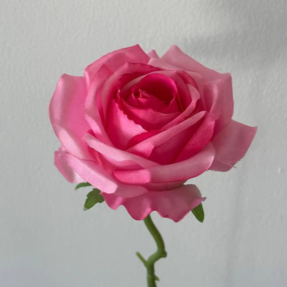 [5] กุหลาบอันจิสีชมพูกุหลาบ