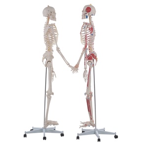 CBM-001B 180cm Menschliches Skelett, Anatomisches Lehrmodell mit Farbiger Muskelbemalung und Bändern - Product Image 2