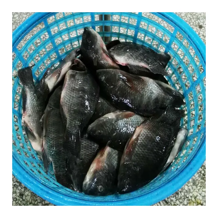 Sıcak satış dondurulmuş balık IQF 10 kg toptan Tilapia tüm balık rekabetçi fiyat ile