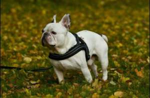 Tali Dada Anjing Anti-Lepas Model Jaring untuk Anjing Kecil dan Sedang, Bahan Bernapas, Cocok untuk <span class=keywords><strong>Golden</strong></span> <span class=keywords><strong>Retriever</strong></span> - Product Image 4