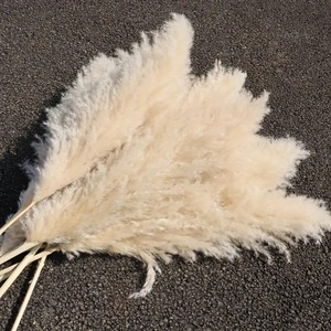 Fleur de Pampa Séchée Naturelle Authentique Grande Plume pour Décoration Ins, Vente en Gros - Product Image 4