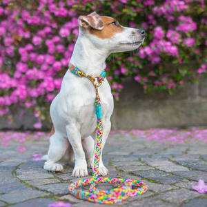 Set Kalung dan Tali Anjing Model Hands Free Baru 2025, Anyaman Warna Pelangi, Ukuran Kecil untuk Anak Anjing - Product Image 6