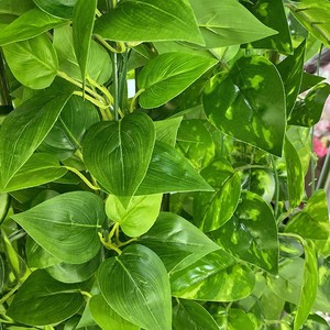 Qingxu Simulated Pothos And Grape Leaves Decorative Vines 100cm-200cm <b>Plastic</b> Silk Flowers For Wedding Home Decoration - Product Image 3