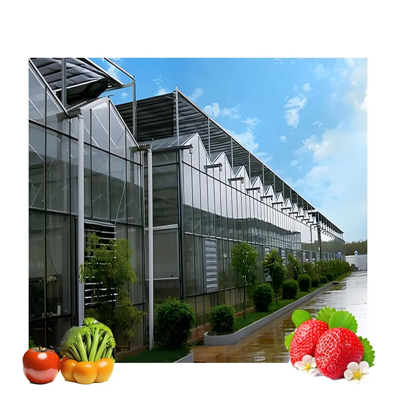 Serre in vetro temperato Venlo ad alta efficienza sistema di coltivazione idroponica verticale automatizzato per serra Smart