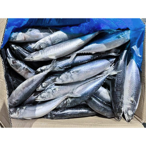 Taiseng Seafoods <span class=keywords><strong>Maquereau</strong></span> du Pacifique Congelé Entier en Carton - Product Image 6