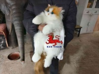 Mainan Simulasi Kucing Calico Realistis