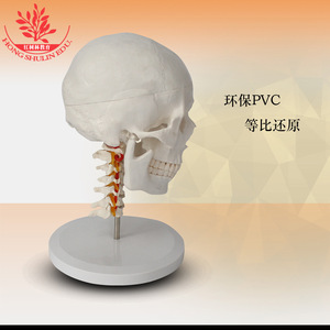 FRT023, un modèle de crâne cervical à 7 segments, présente un crâne adulte en PVC avec structures neurovasculaires, occipitales. - Product Image 5