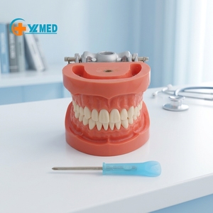 <span class=keywords><strong>Modello</strong></span> Dentale Nissin 32pz Denti Rimovibili per Palato Duro 263D, <span class=keywords><strong>Modello</strong></span> Standard Dentale per Insegnamento Orale, Strumento in Resina Manuale CE/ISO - Product Image 1