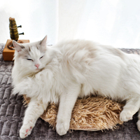 Couverture chauffante électrique pour animaux de compagnie, tapis chauffant en cuir pelucheux USB, écologique, pour chat et chien, tapis chaud à chauffage rapide, toutes saisons