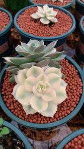 Suculentas Raras y Populares: <span class=keywords><strong>Echeveria</strong></span> 'Baikal' - Frescas y que Embellecen el Pequeño Paisaje del Hogar - Product Image 3