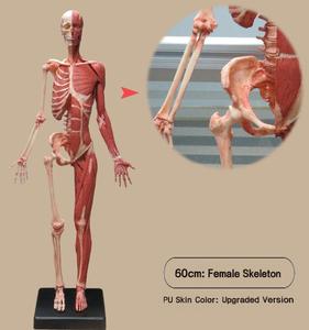 Modello in Gesso di Anatomia Umana da 60cm, Scheletro Muscolare Maschile e Femminile, 3 Stili, Modello di Riferimento per Artisti e Insegnanti - Product Image 4