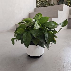 Vente <span class=keywords><strong>en</strong></span> gros <span class=keywords><strong>pas</strong></span> <span class=keywords><strong>cher</strong></span> Pot de fleurs d'intérieur Petite fibre de ciment Fournitures de jardin Pot <span class=keywords><strong>en</strong></span> <span class=keywords><strong>béton</strong></span> Boîte - Product Image 6
