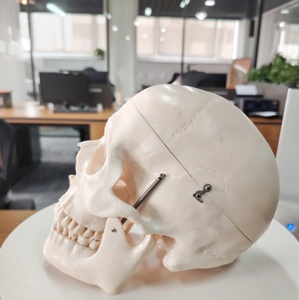 DARHMMY a grandezza naturale stile teschio umano modello <span class=keywords><strong>D</strong></span> per la scienza medica - Product Image 5