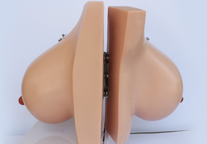 Modelo de Treinamento Médico Feminino: Modelo da Anatomia Interna da Mama Humana Durante a Lactação - Product Image 2