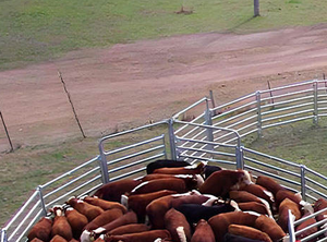 ألواح سياج مجلفنة للماشية والخيول بسعر جيد، سياج للأغنام والماعز، سياج مزرعة للماشية للبيع الساخن - Product Image 6